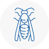 Thelwall Wasp Nest Removal